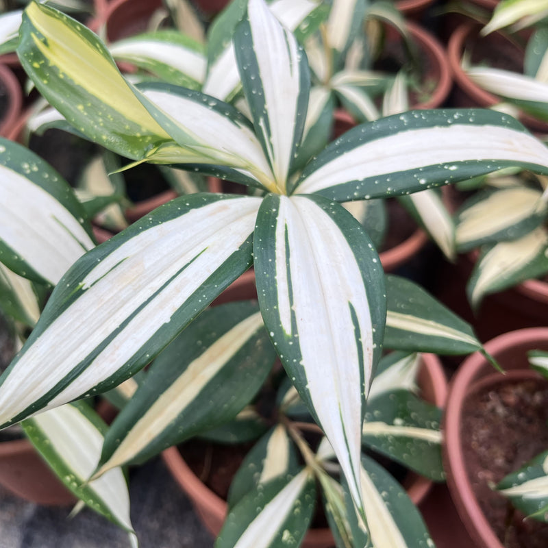 dracaena milky way plant