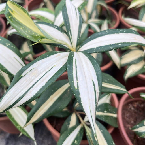 dracaena milky way plant