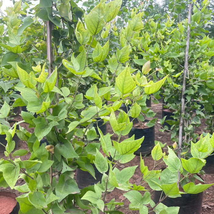 eka bilvam plant in english