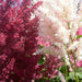  false spirea