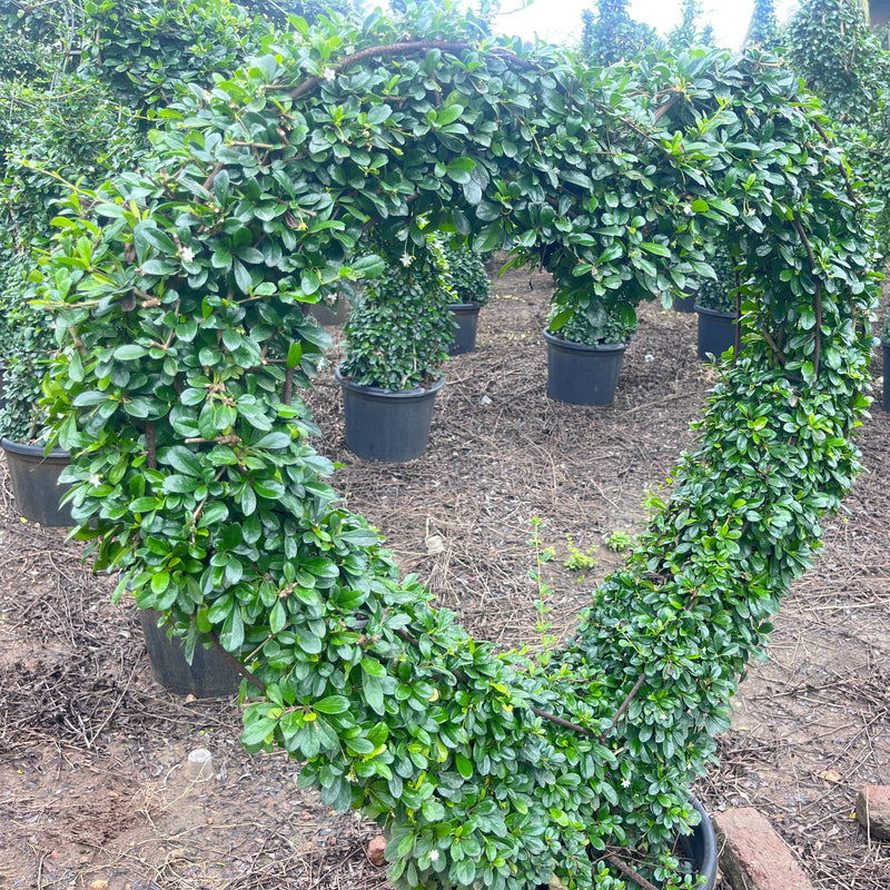 ficus carmona microphylla