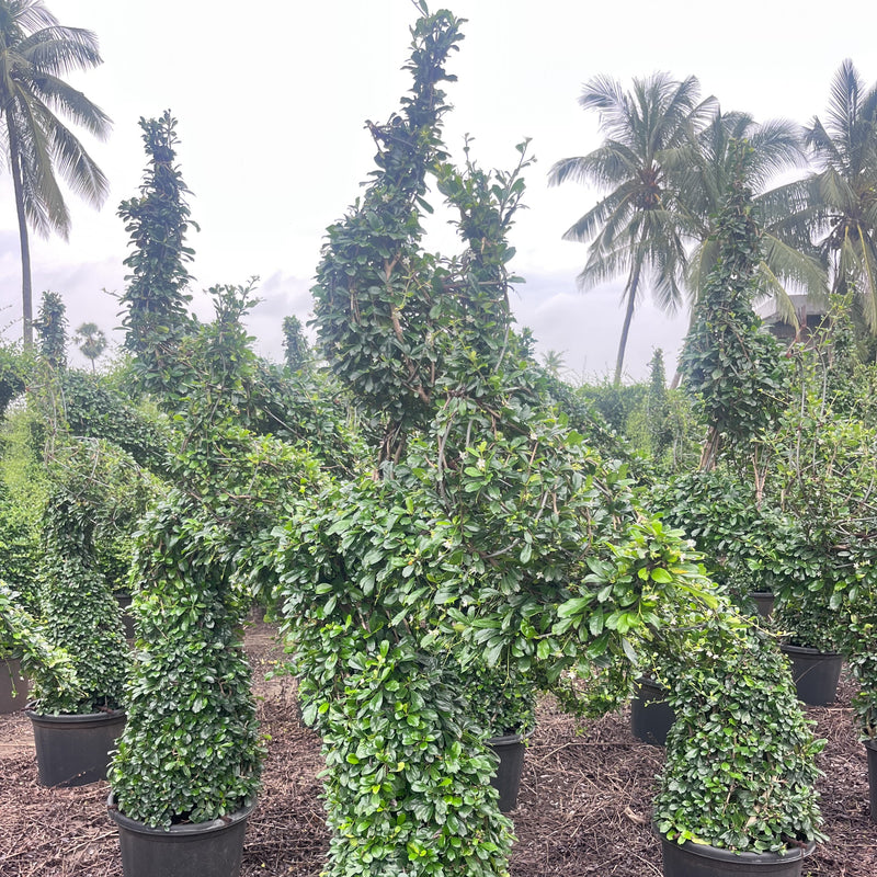 ficus microcarpa