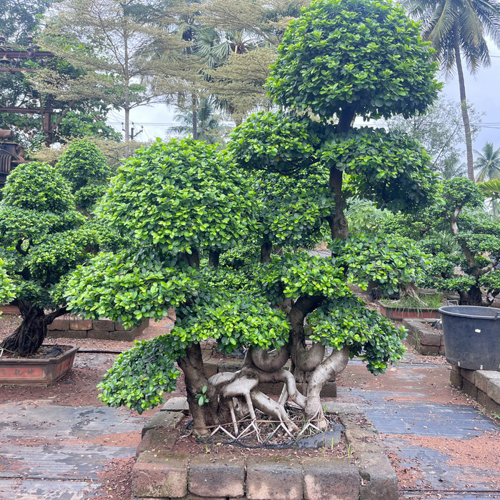 ficus microcarpa