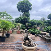 ficus microcarpa