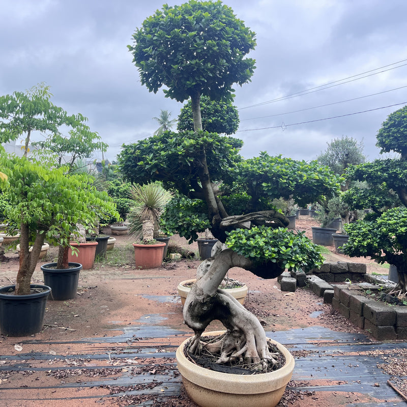 ficus microcarpa