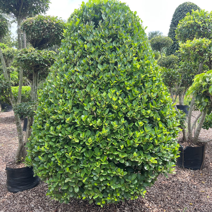 ficus panda cone shape