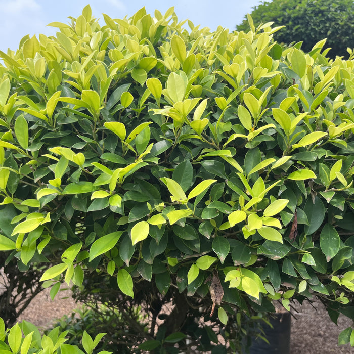     ficus panda multi head bonsai