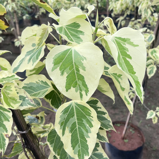 ficus religiosa variegated