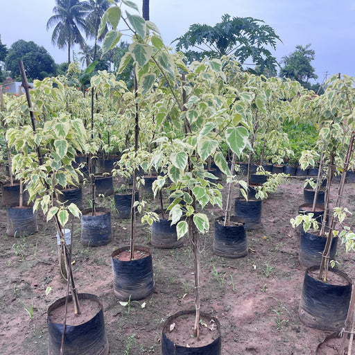     ficus religiosa variegated plant