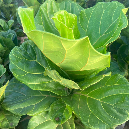 fiddle leaf fig for sale Bring Nature's Beauty into Your Home