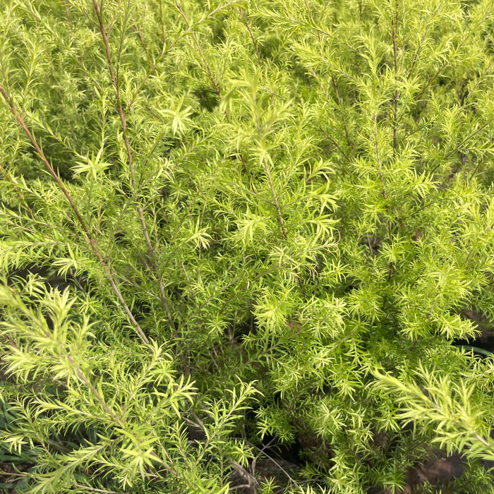     golden bottle brush