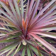      latania lontaroides palm