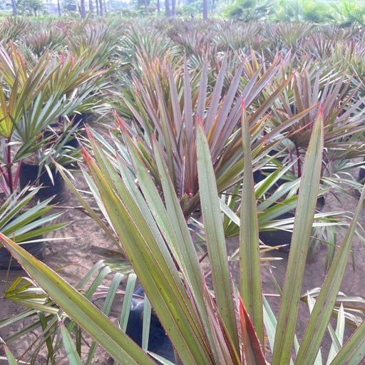 latania palm