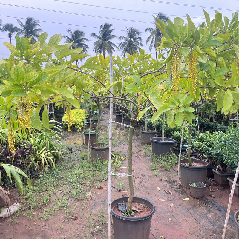    lophanthera lactescens golden chain tree
