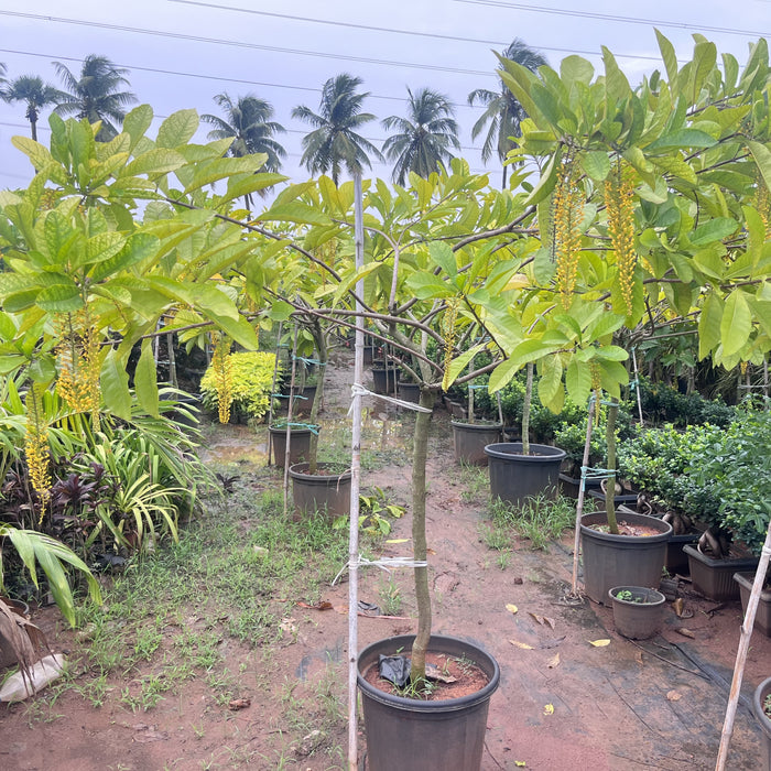    lophanthera lactescens golden chain tree