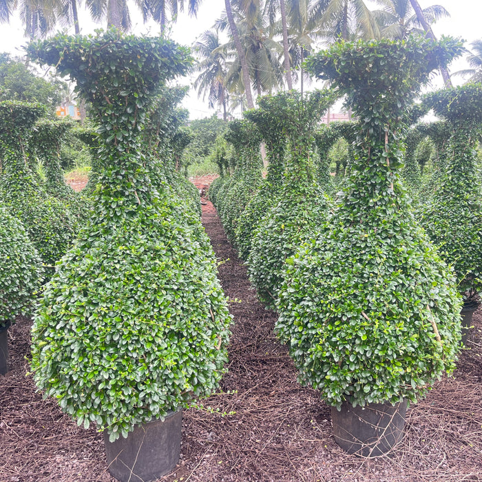 malpighia plant topiary