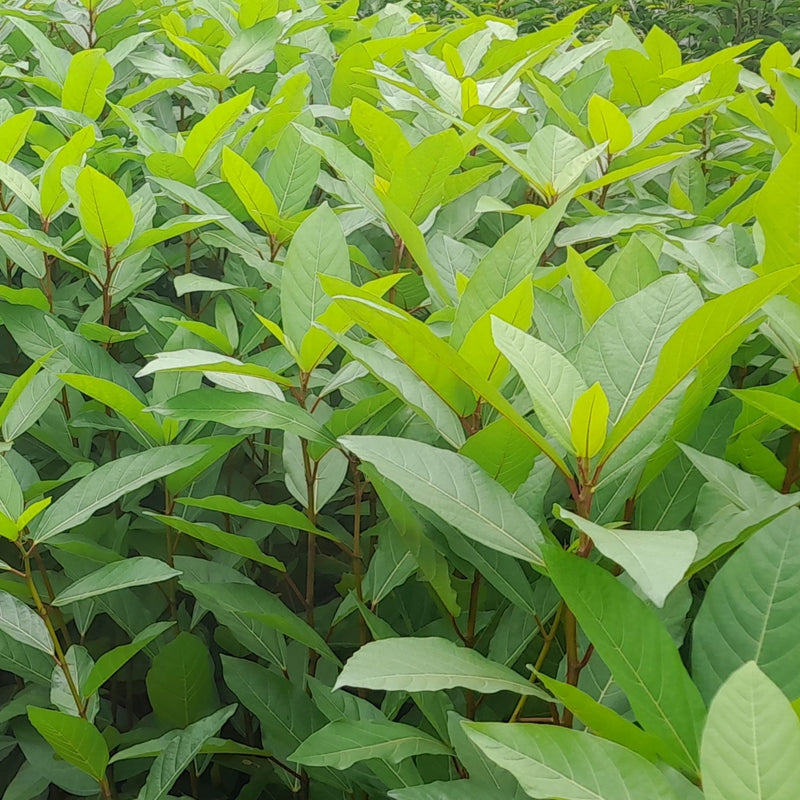 बिक्री के लिए फ़िकस रेसमोसा पेड़ | प्रकृति के चमत्कार का एक टुकड़ा घर लाएँ