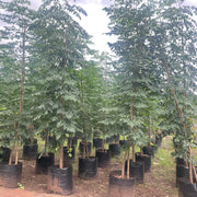 millingtonia hortensis