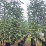 millingtonia hortensis tree