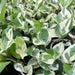 mini money variegated plant