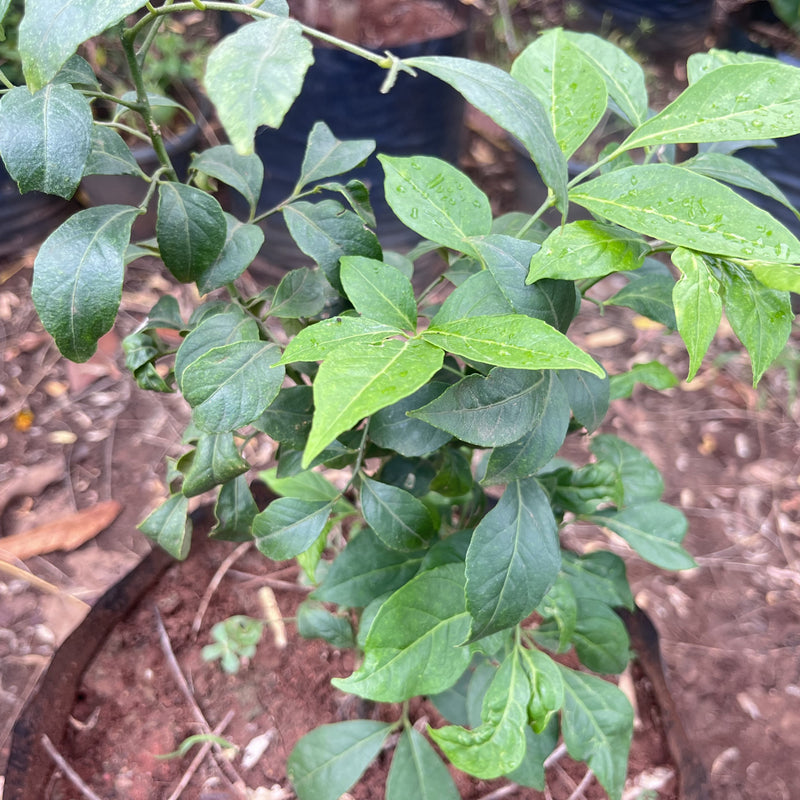 miswak plant for sale