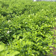 murraya paniculata plant