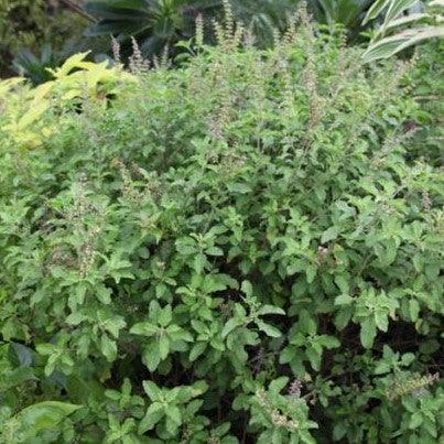 Buy Pure and Sacred Tulsi Plant (Ocimum Sanctum) Online