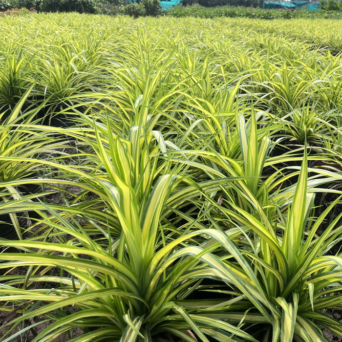 Buy Beautiful Variegated Pandanus Sanderi and Veitchii Screw Pine Plants Online