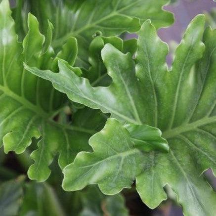 split leaf philodendron hope Buy Philodendron Selloum Hope - The