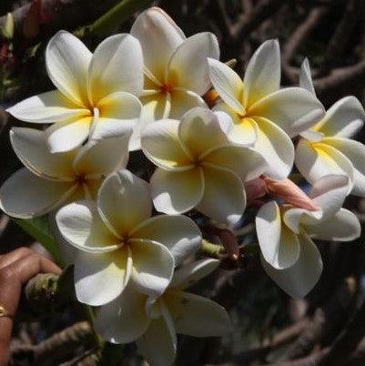Beautiful Frangipani Collection