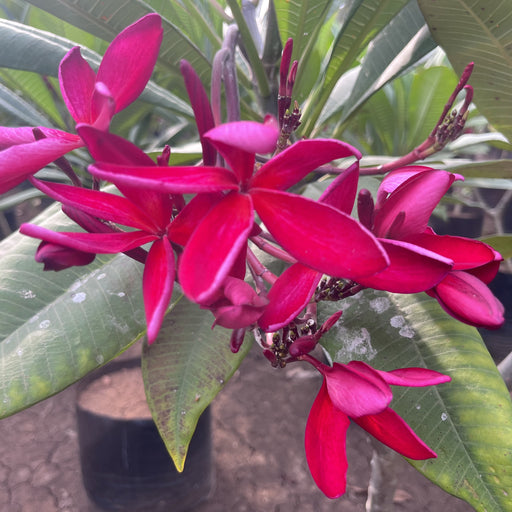 plumeria rubra