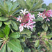 plumeria singaporensis dwarf