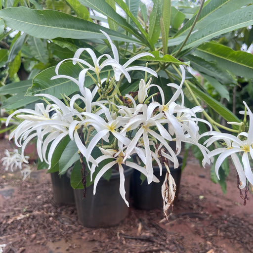 plumeria stenopetala