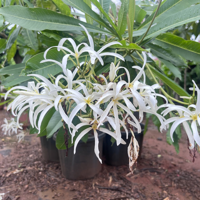 plumeria stenopetala