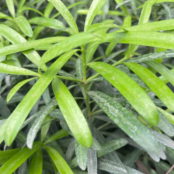 podocarpus