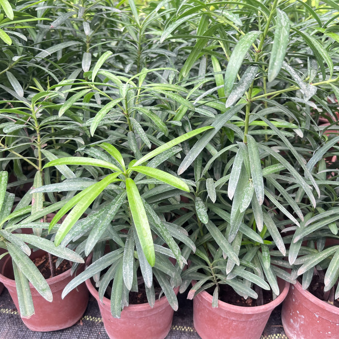 podocarpus plants