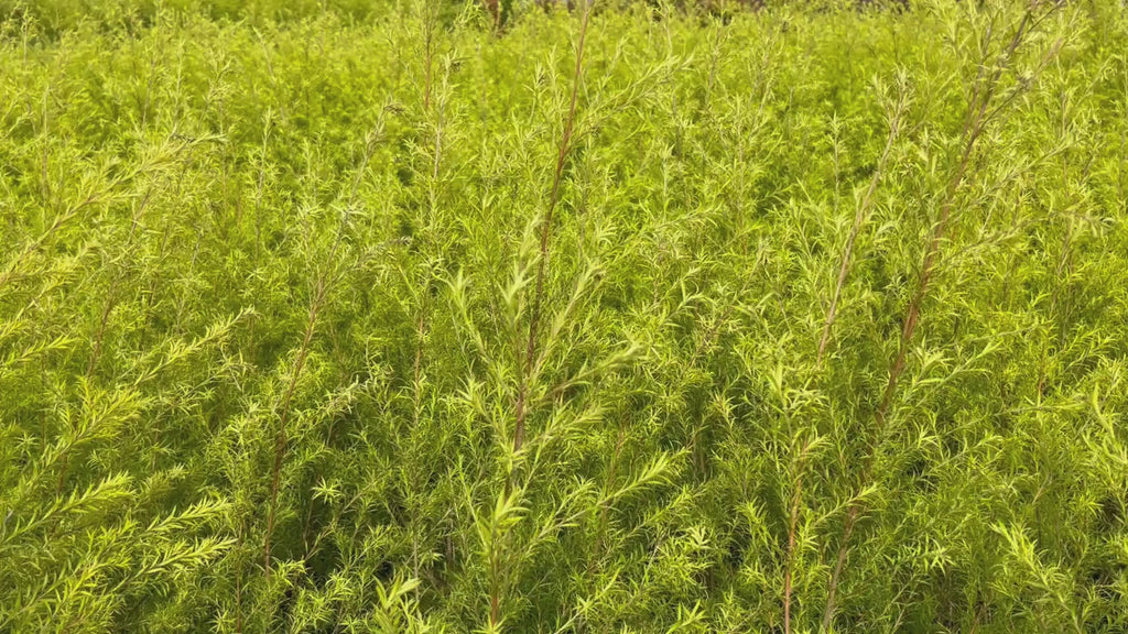 bottle brush plant video