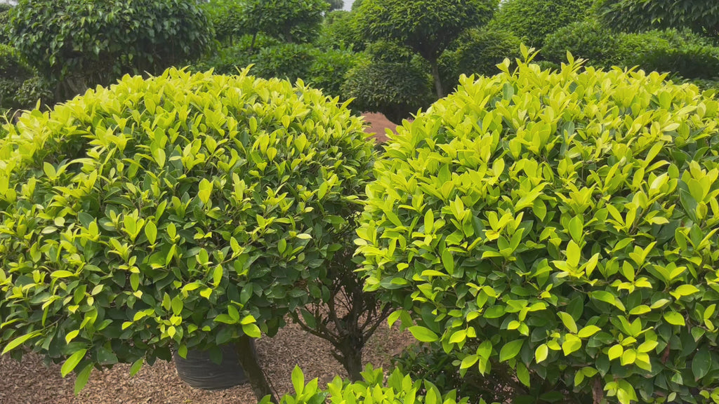 ficus panda multi bonsai video