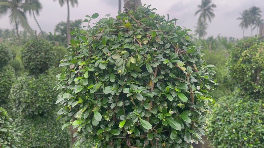 carmona microphylla ficus triple ball video