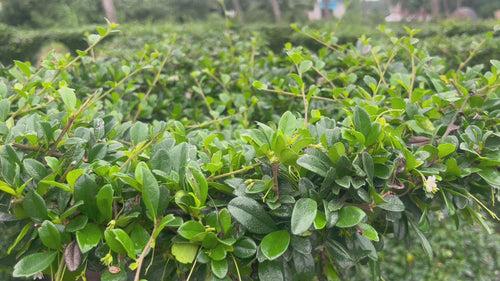 malpighia plant topiary video