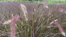 Fountain Grass video