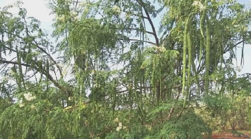 PKM1 Drumstick Plant video