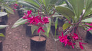 Red frangipani video