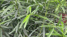 Podocarpus video