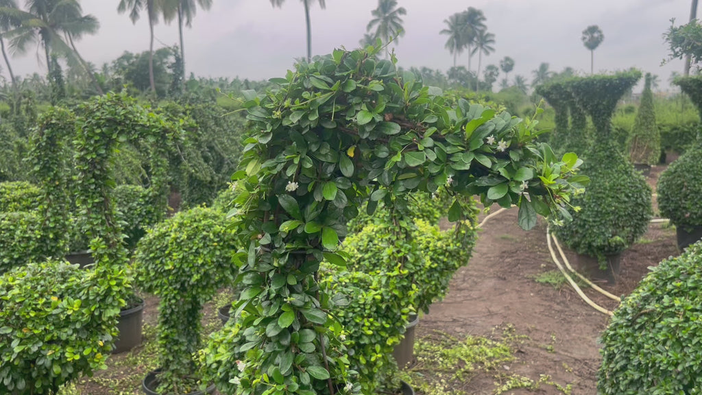 carmona microphylla ficus crane shaped video