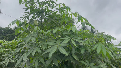 Aquatica Money tree video