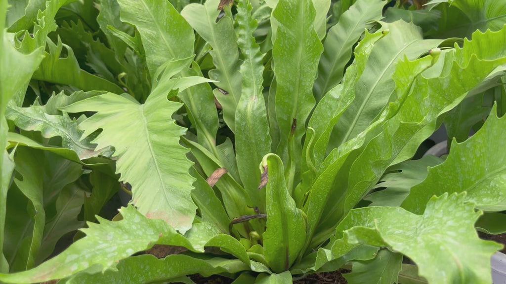 bird nest fern video