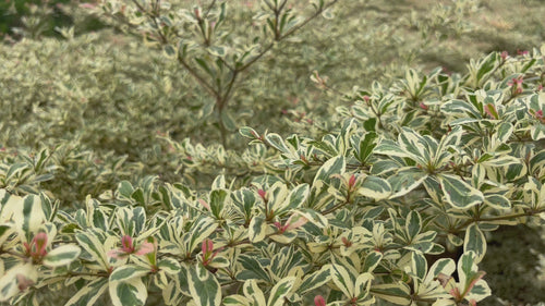 terminalia mantaly variegated