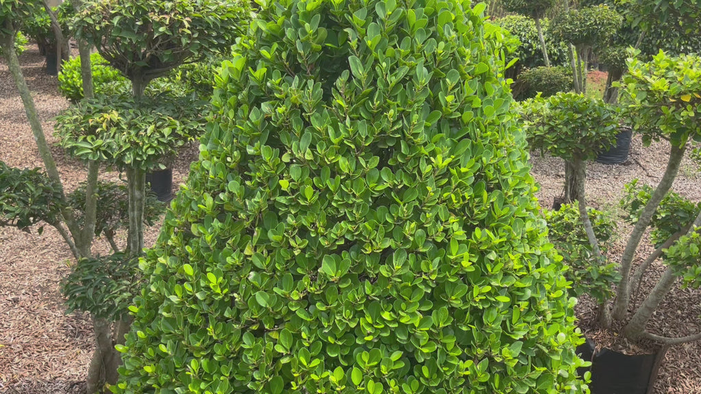 ficus cone shape video