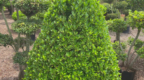 ficus cone shape video